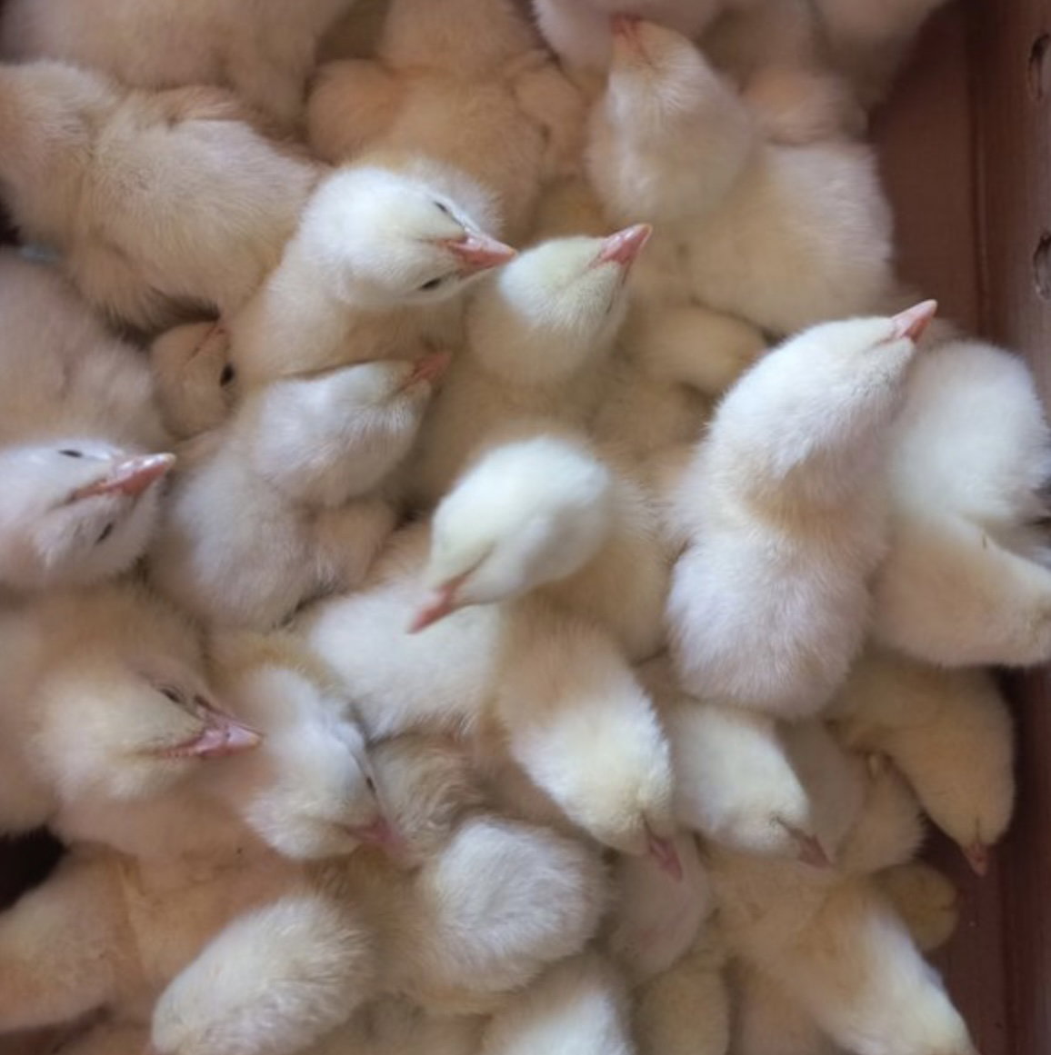 Poussins_0