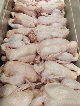 100 poulets de chair 
