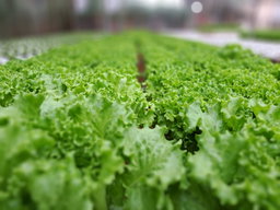 Lettuce