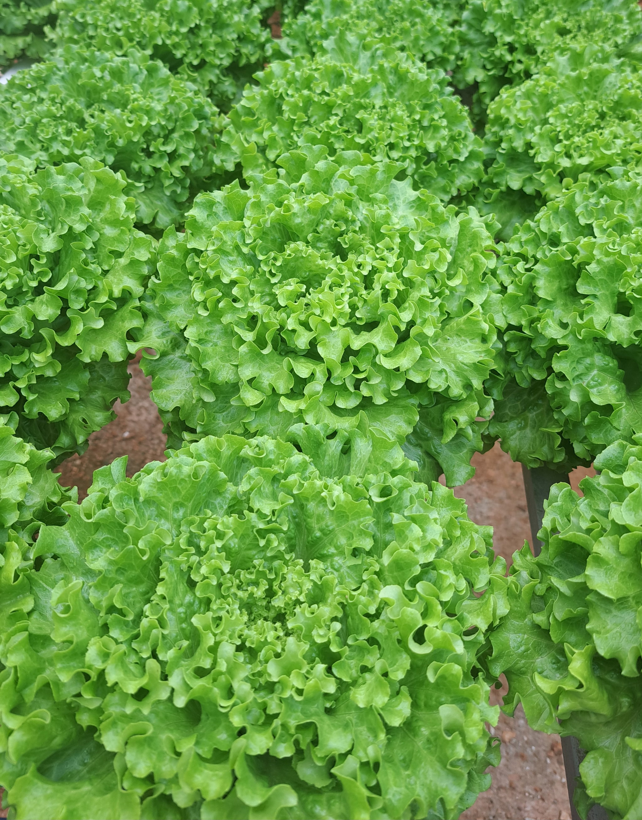 Lettuce_1