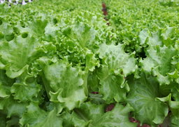 Lettuce