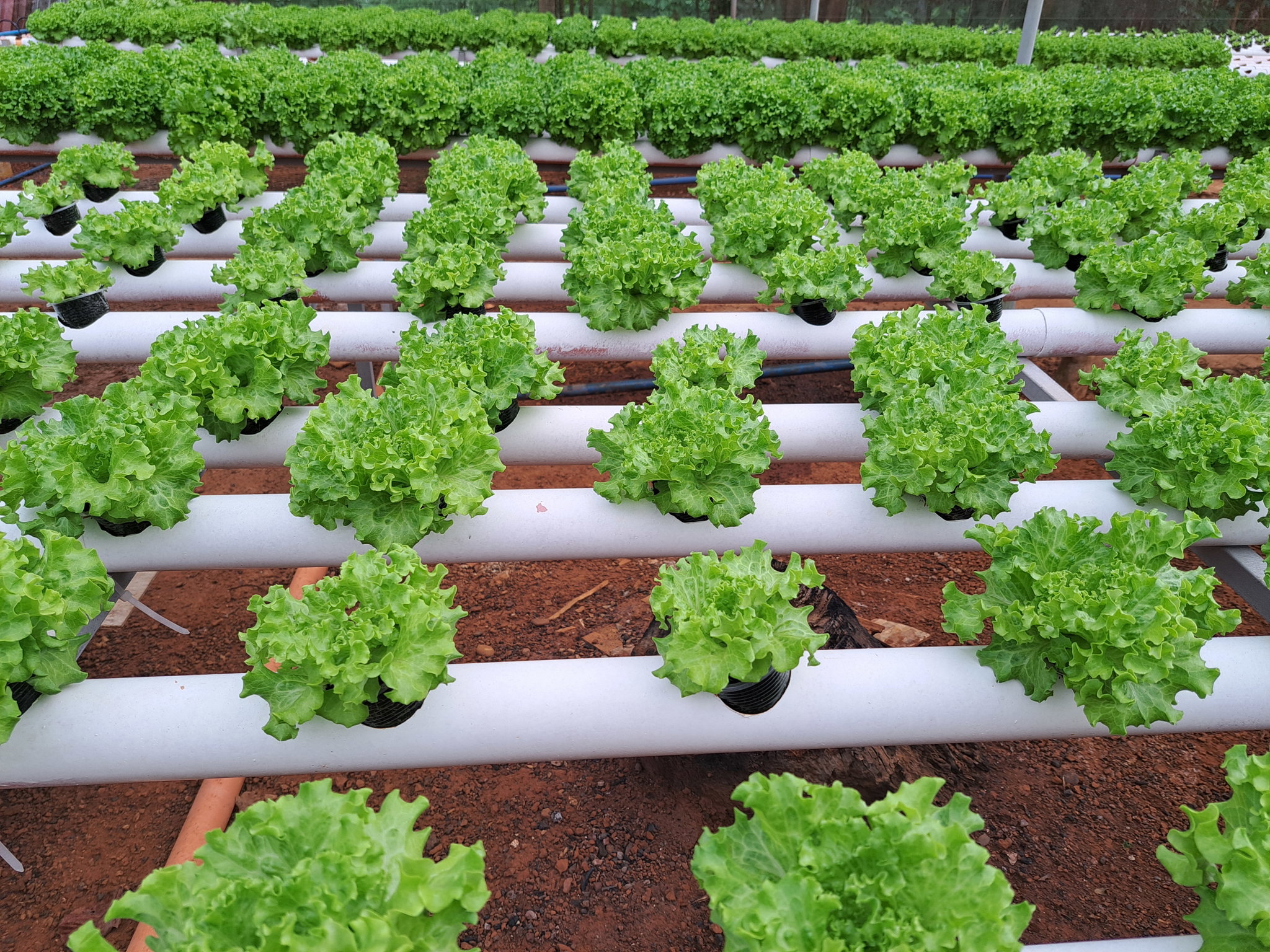 Lettuce_5