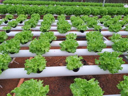 Lettuce