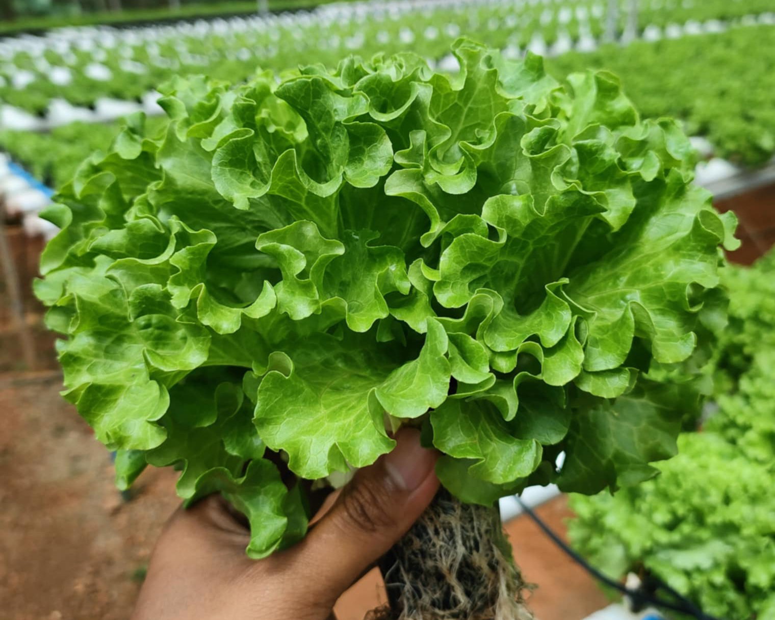 Lettuce_0