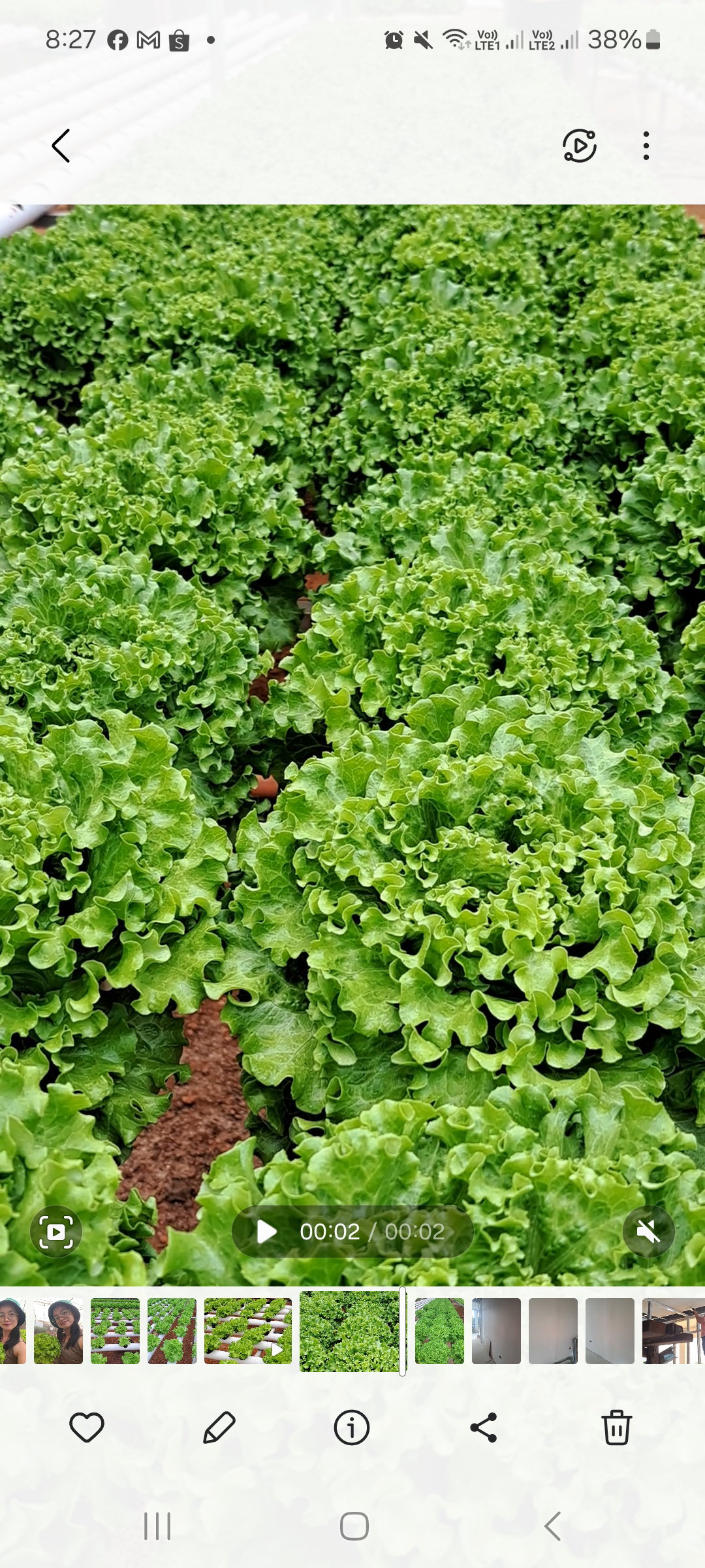 Lettuce_7