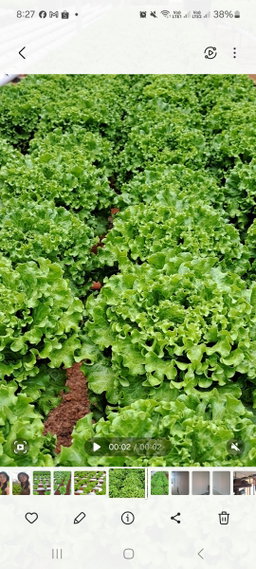 Lettuce