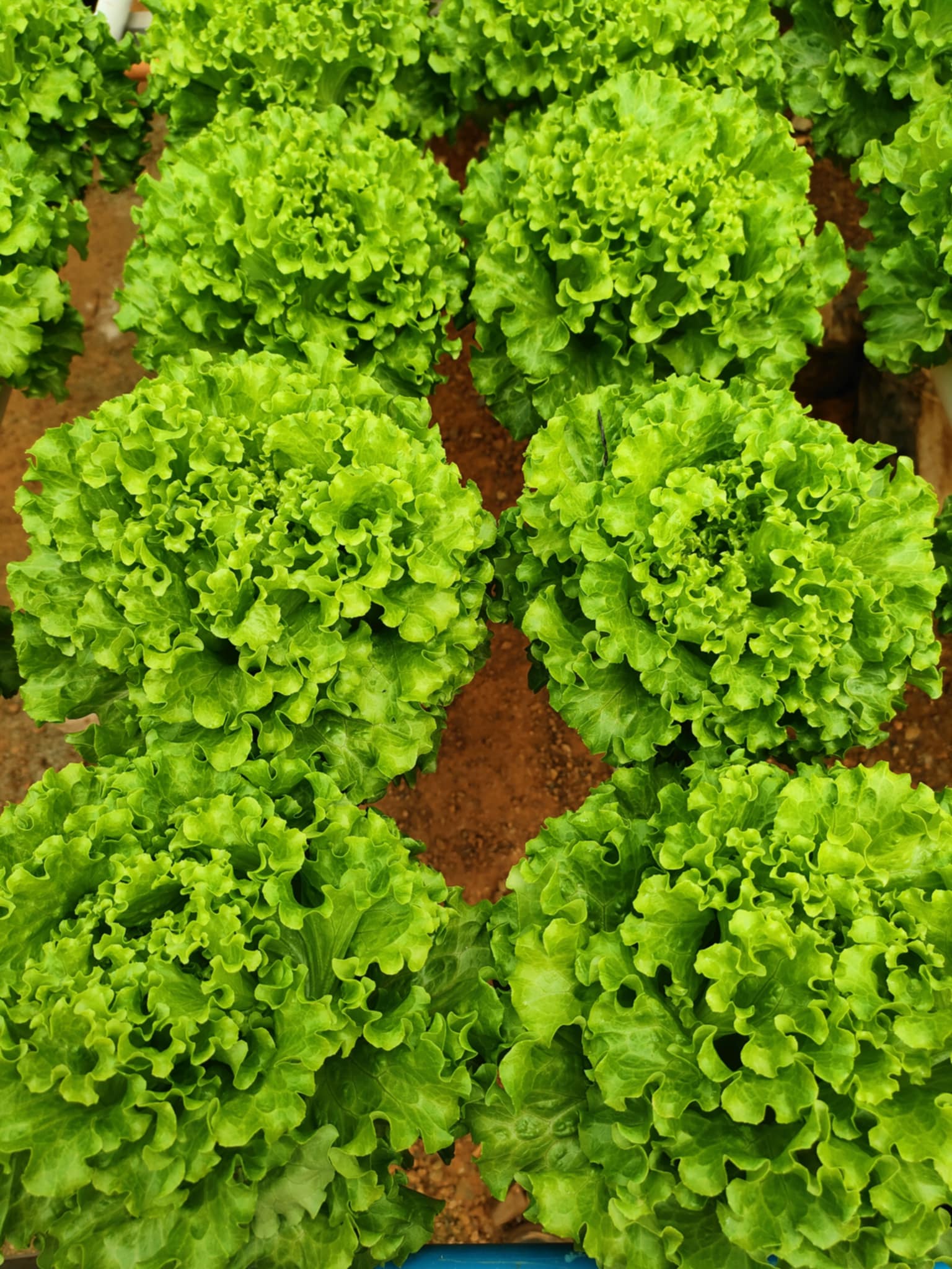 Lettuce_6