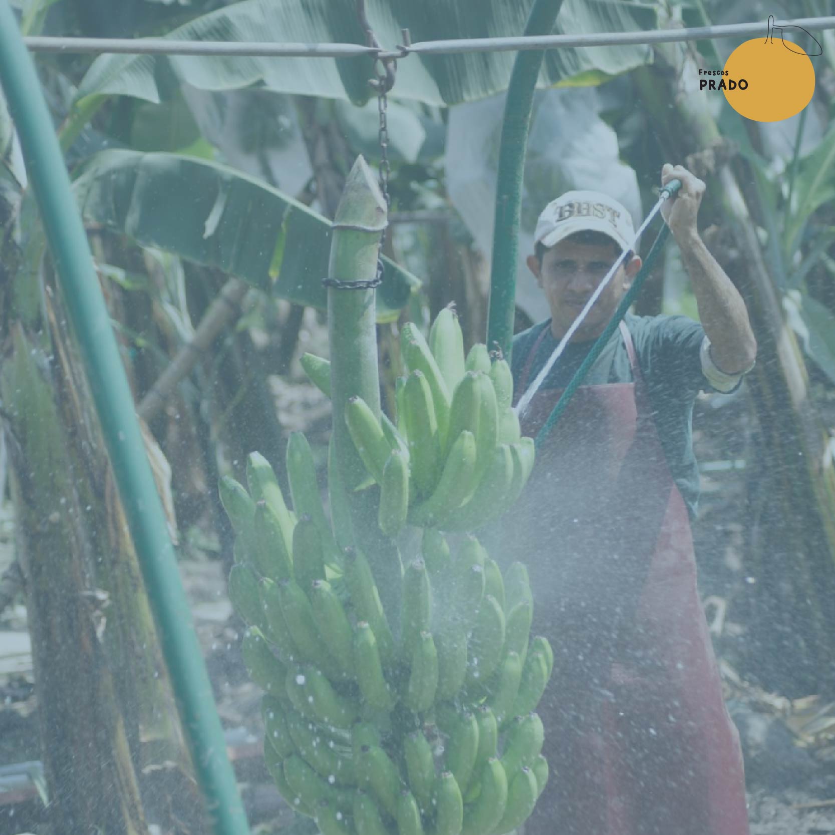 Banana_3