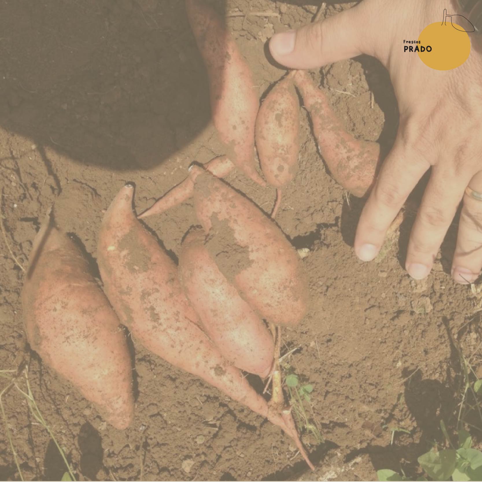 Batata Agroecológica en bolsa de red_1