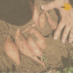 Batata Agroecológica en bolsa de red