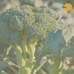 Floretes de Broccoli