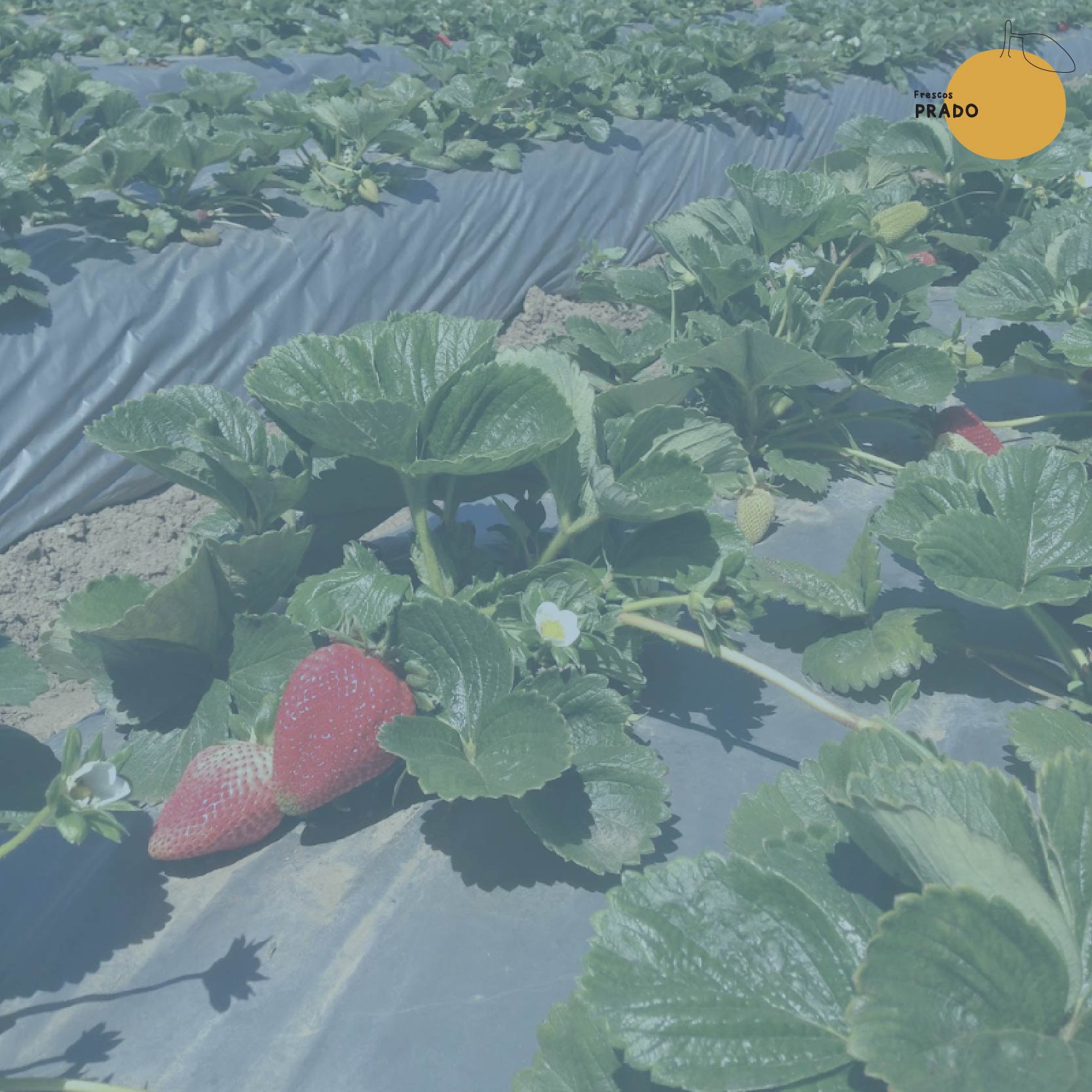 Frutillas en clam 200 grs_3