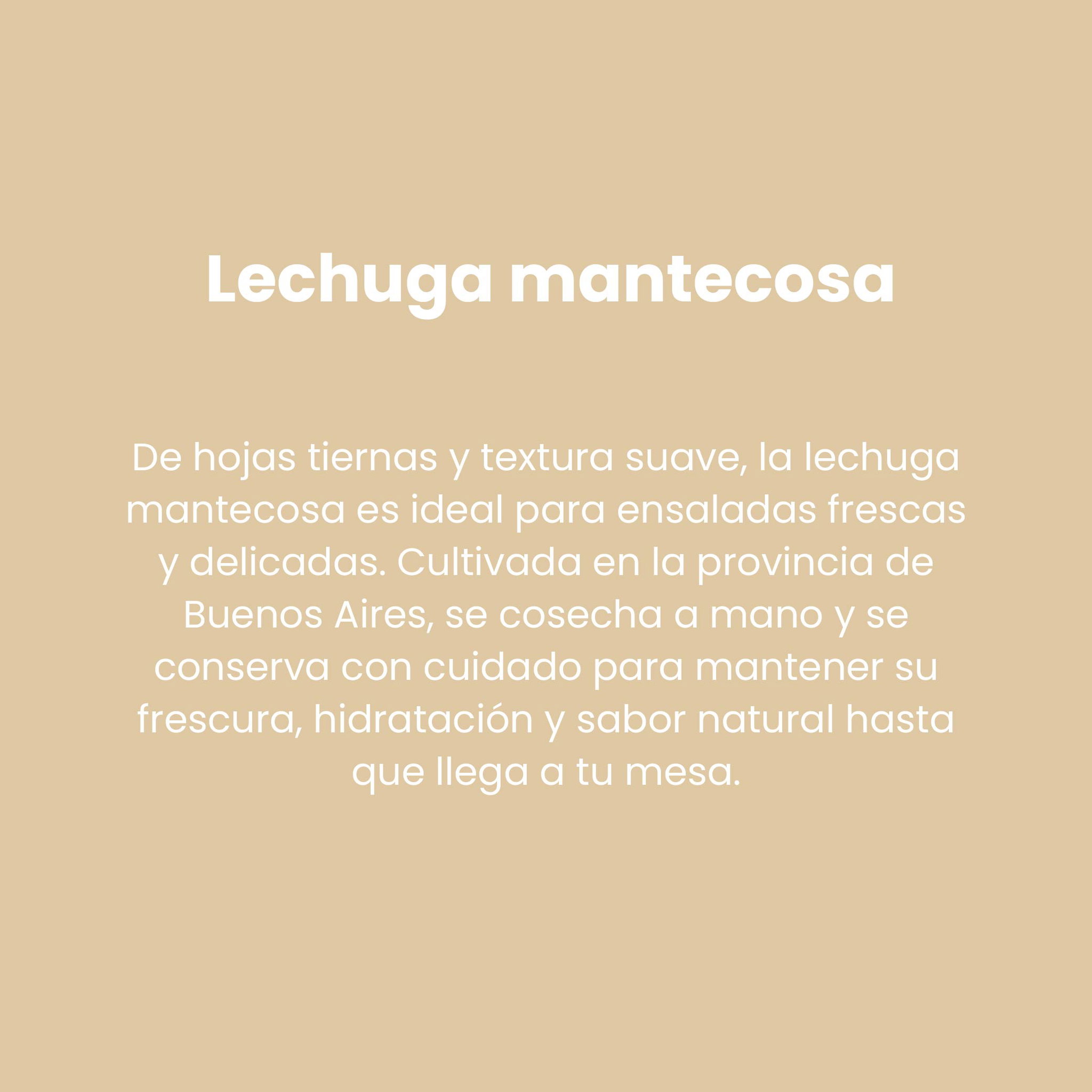 Lechuga Mantecosa_1