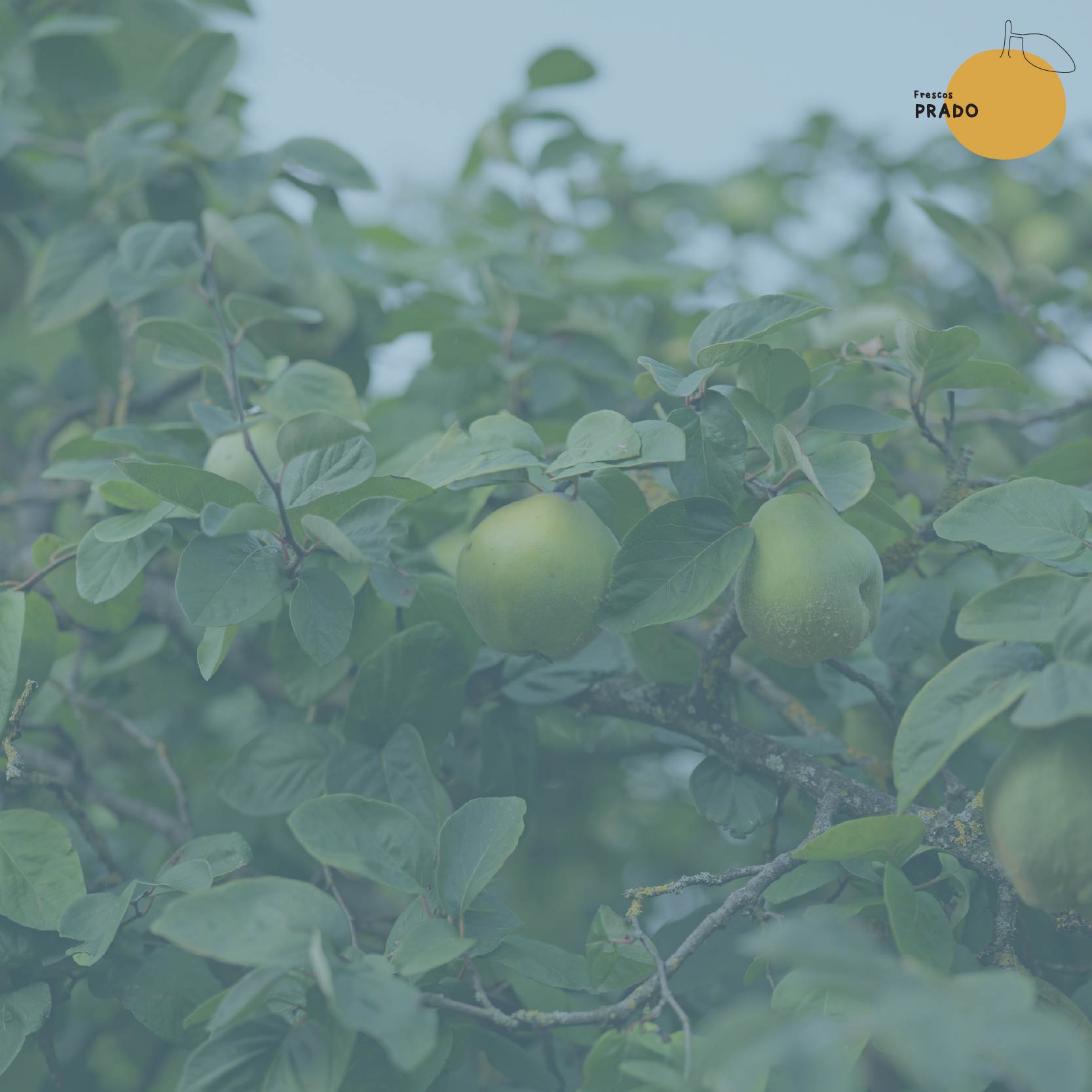 Manzana Verde_2