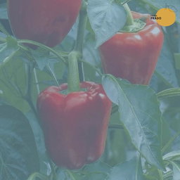 morrón Rojo
