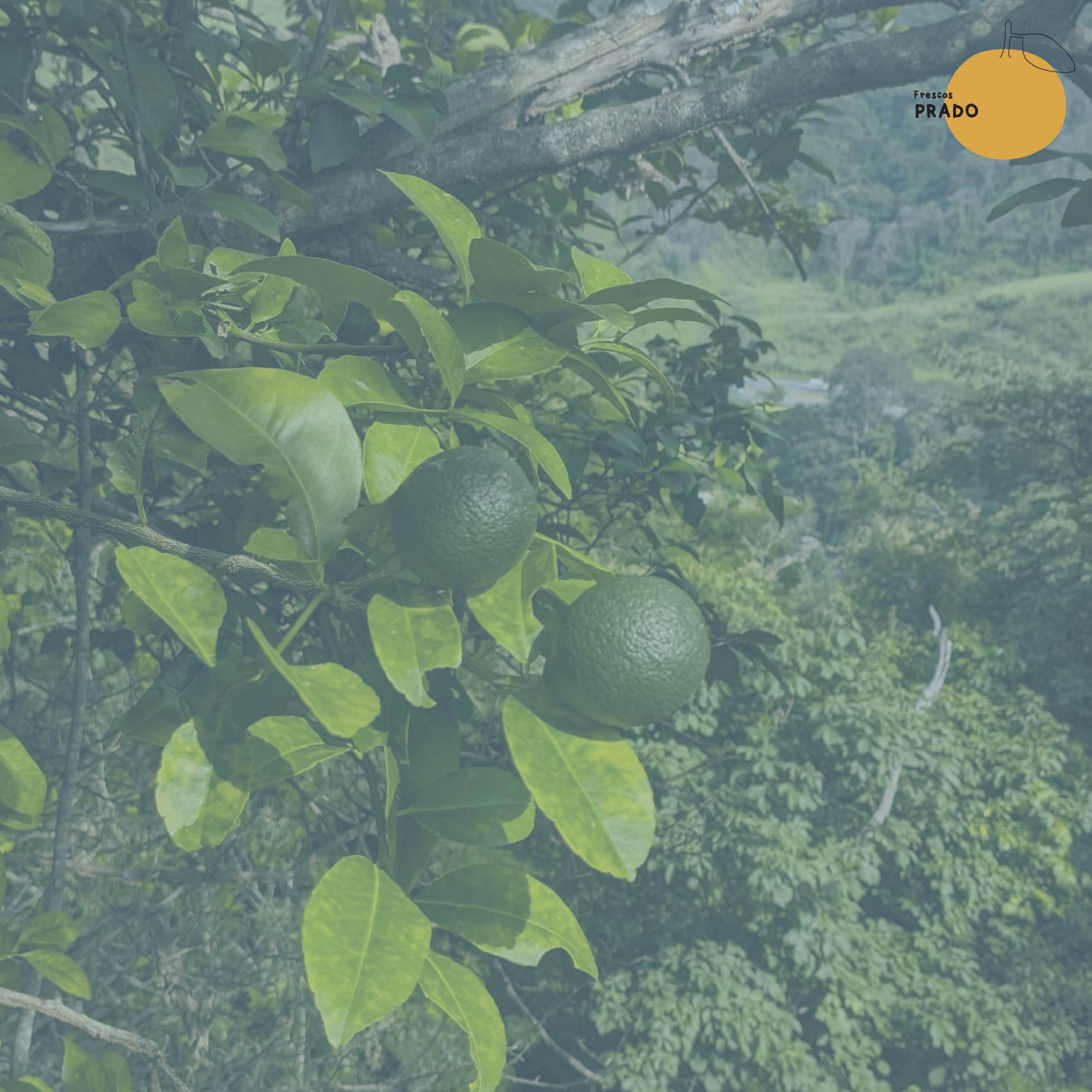 Palta Hass_2