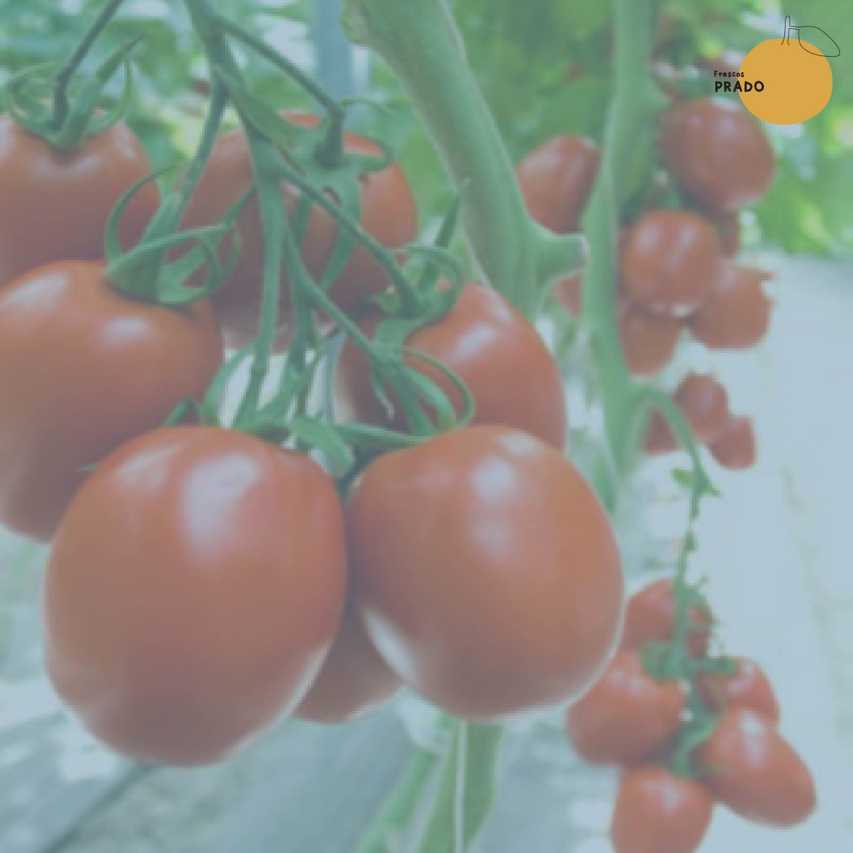 Tomate Perita_2