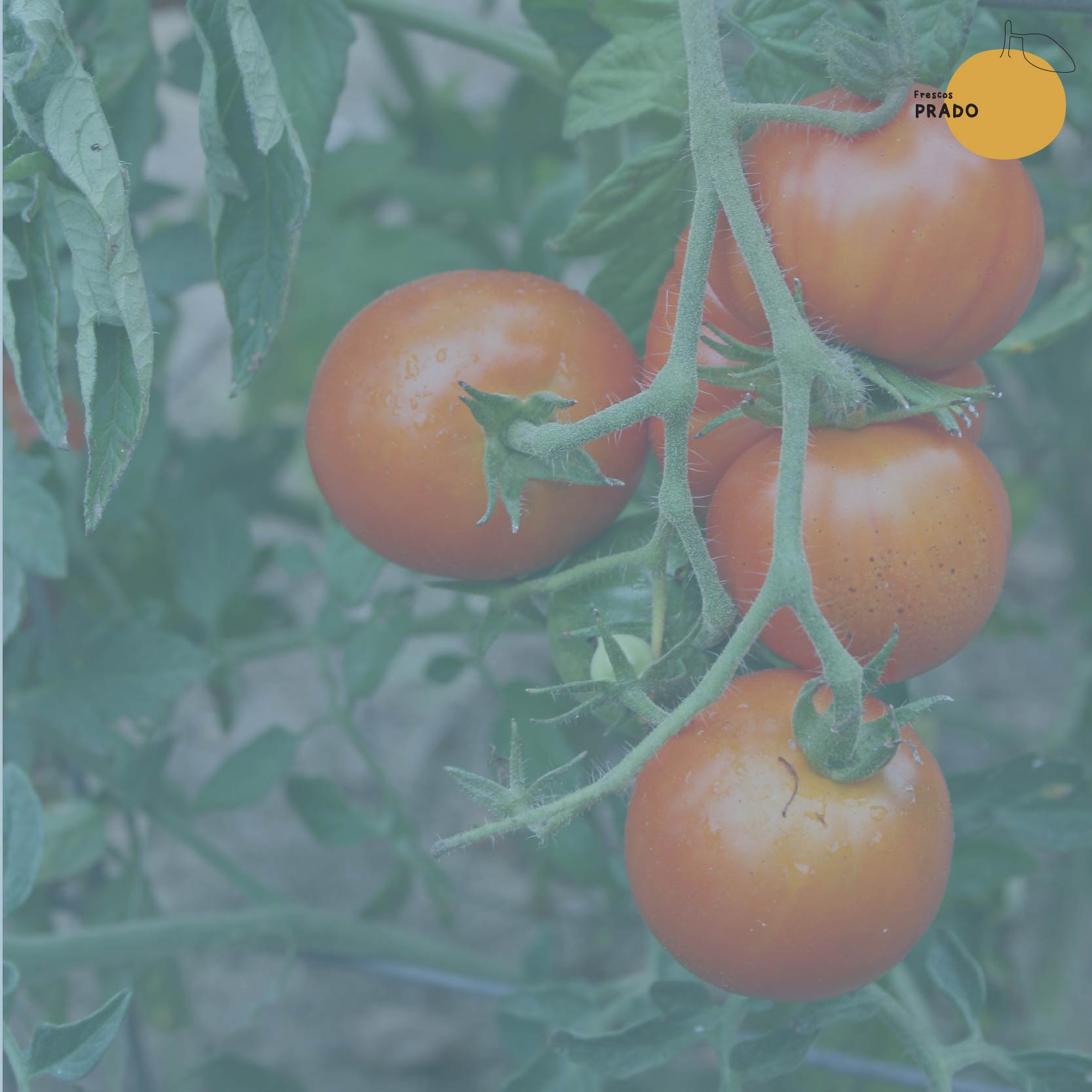 Tomate Redondo_3