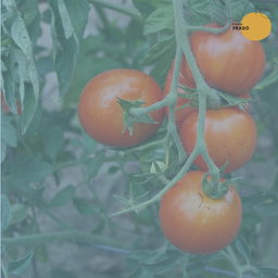 Tomate Redondo