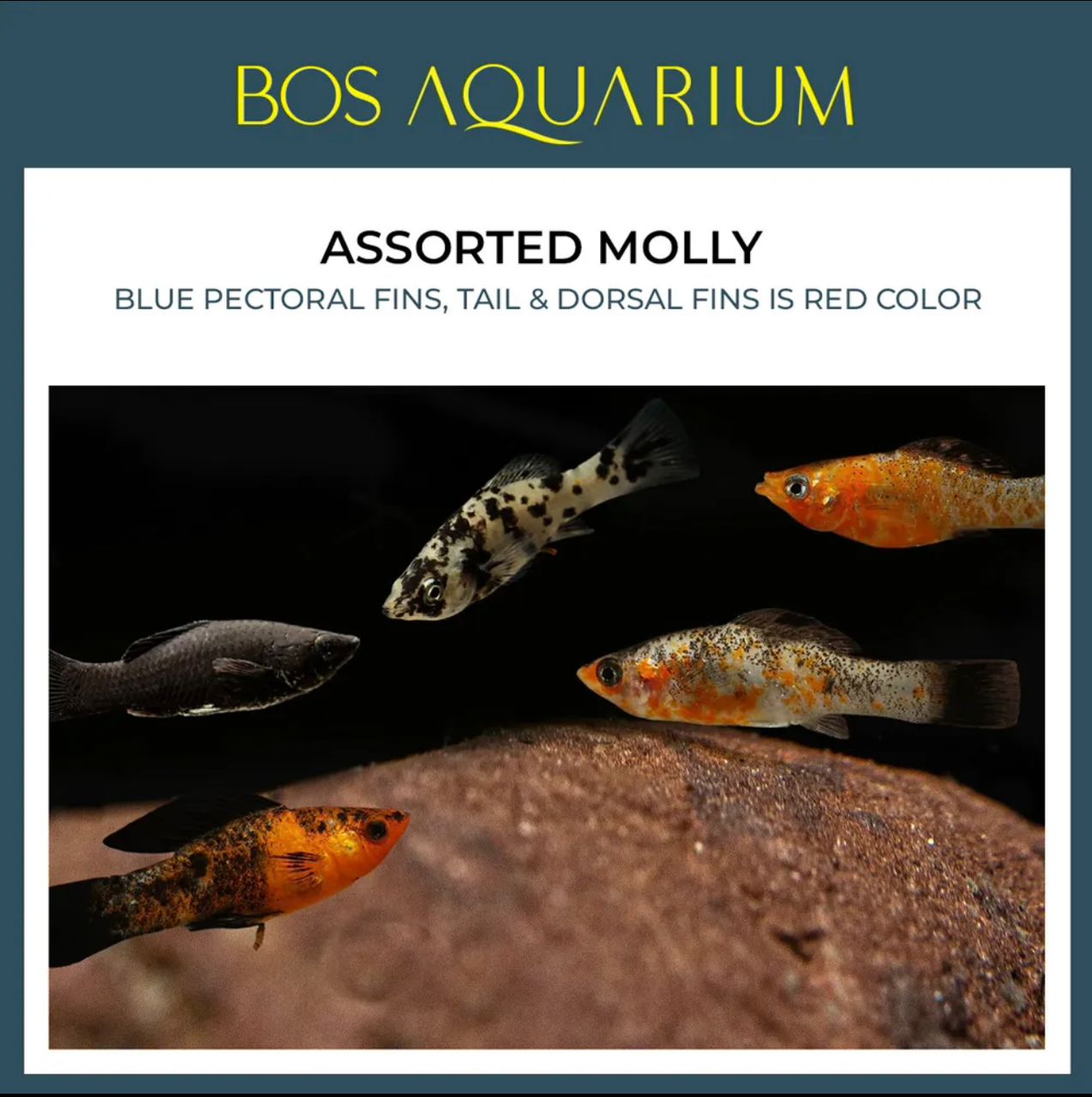 Molly Assorted_0