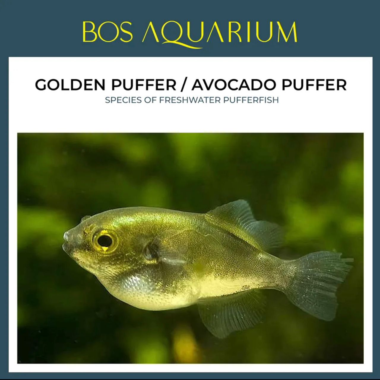 Puffer Golden / Avocado_0