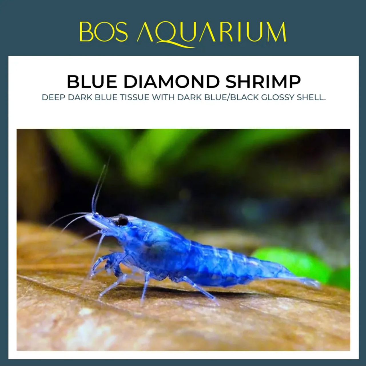 SHRIMP - BLUE DIAMOND _0