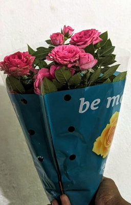 Rose Plant for Gift