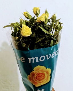 Rose Plant for Gift