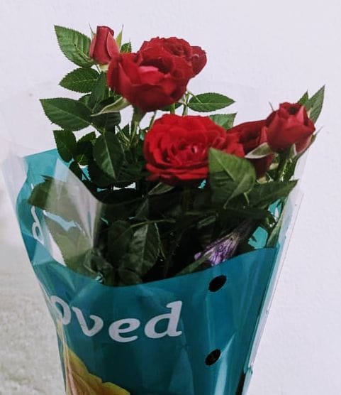 Rose Plant for Gift_0
