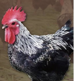 Halal Taiwan Native「Cock」 chicken (Whole)-清真台灣黑羽公雞（全雞）