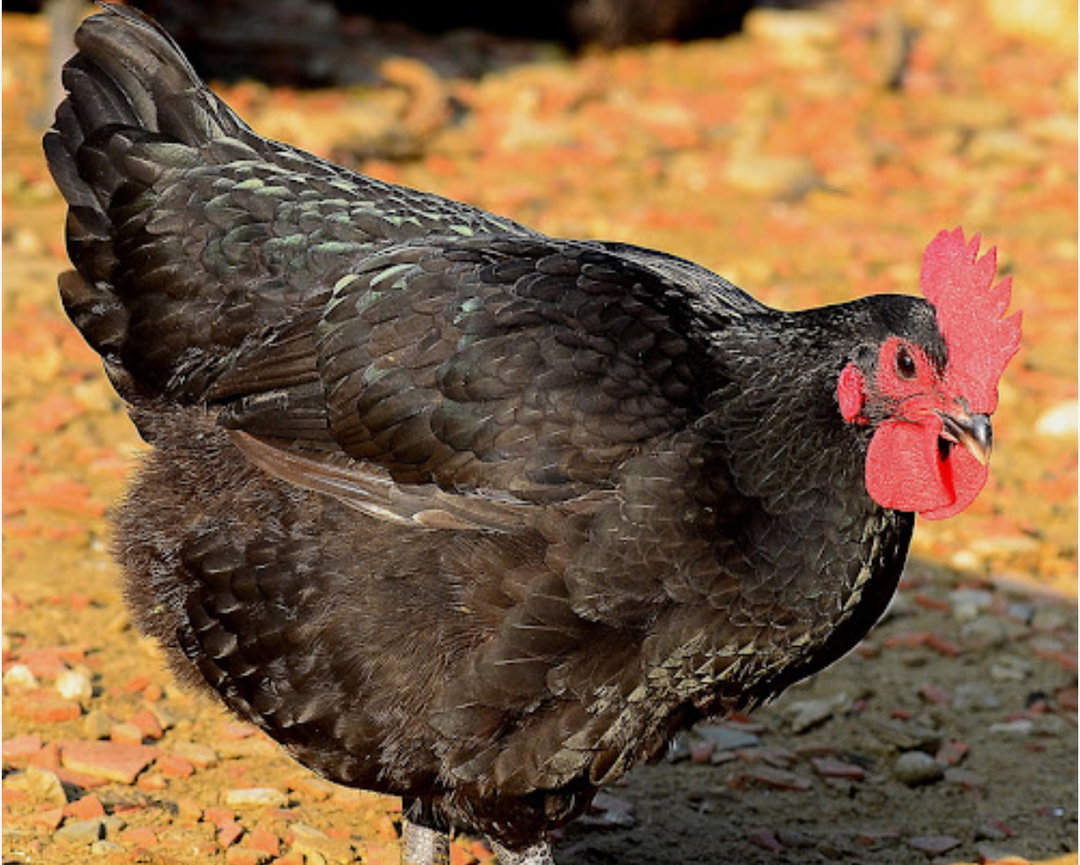 Halal Taiwan Native「Hen」 chicken (pieces)-清真台灣黑羽母雞（剁塊）