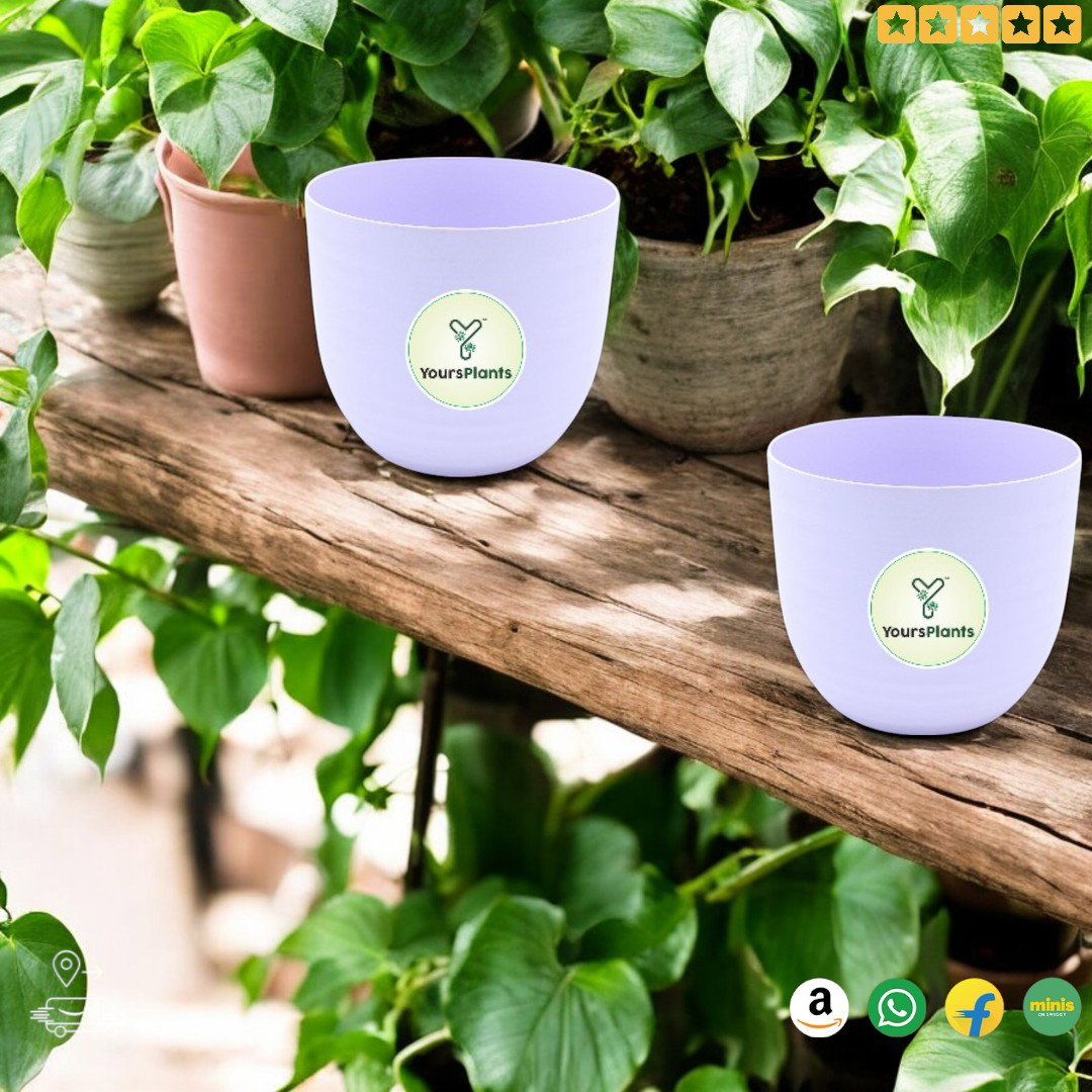 Verona Plants Pot for Home & Office Decor {Pack of 2} Purple_7