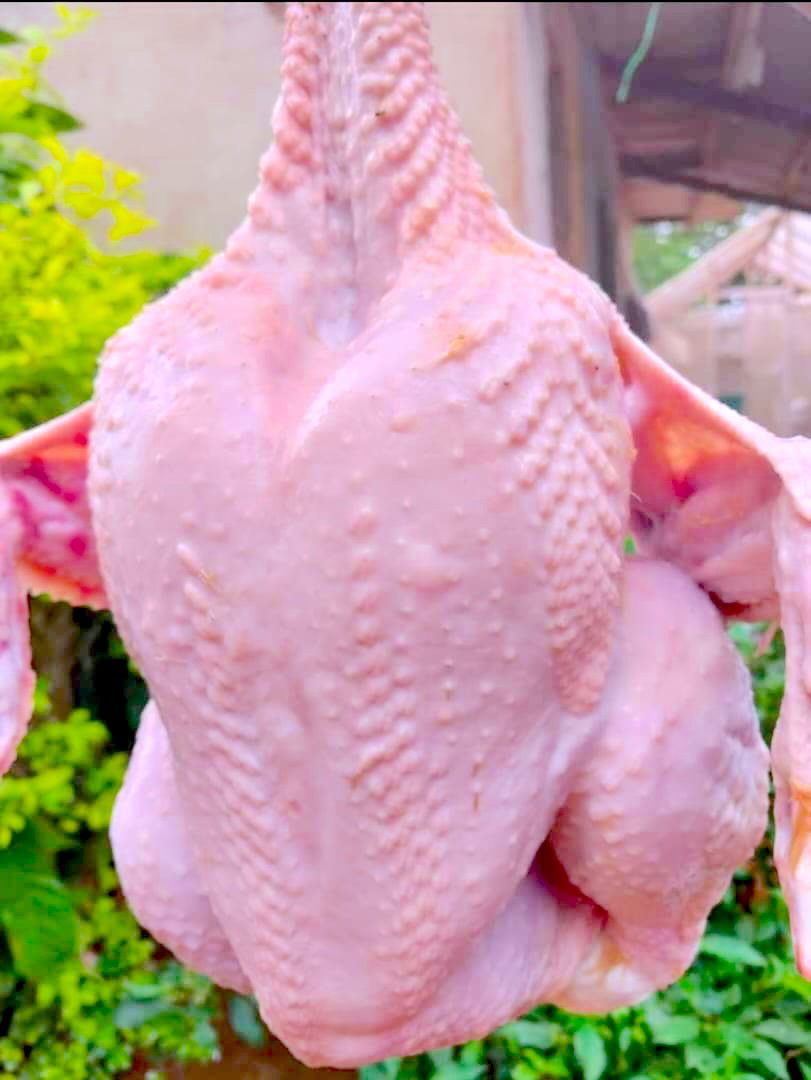 100 poulets de chair 