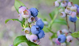 Esencia Flor de Arandanos 