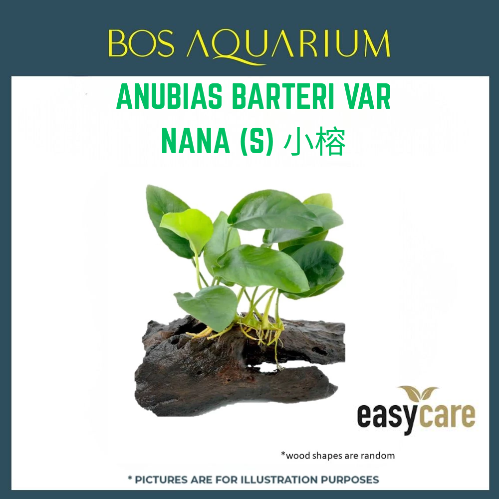 PLANT - ANUBIAS BARTERI VAR NANA (S) 小榕_0