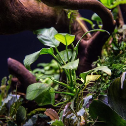 PLANT - ANUBIAS BARTERI VAR NANA (S) 小榕