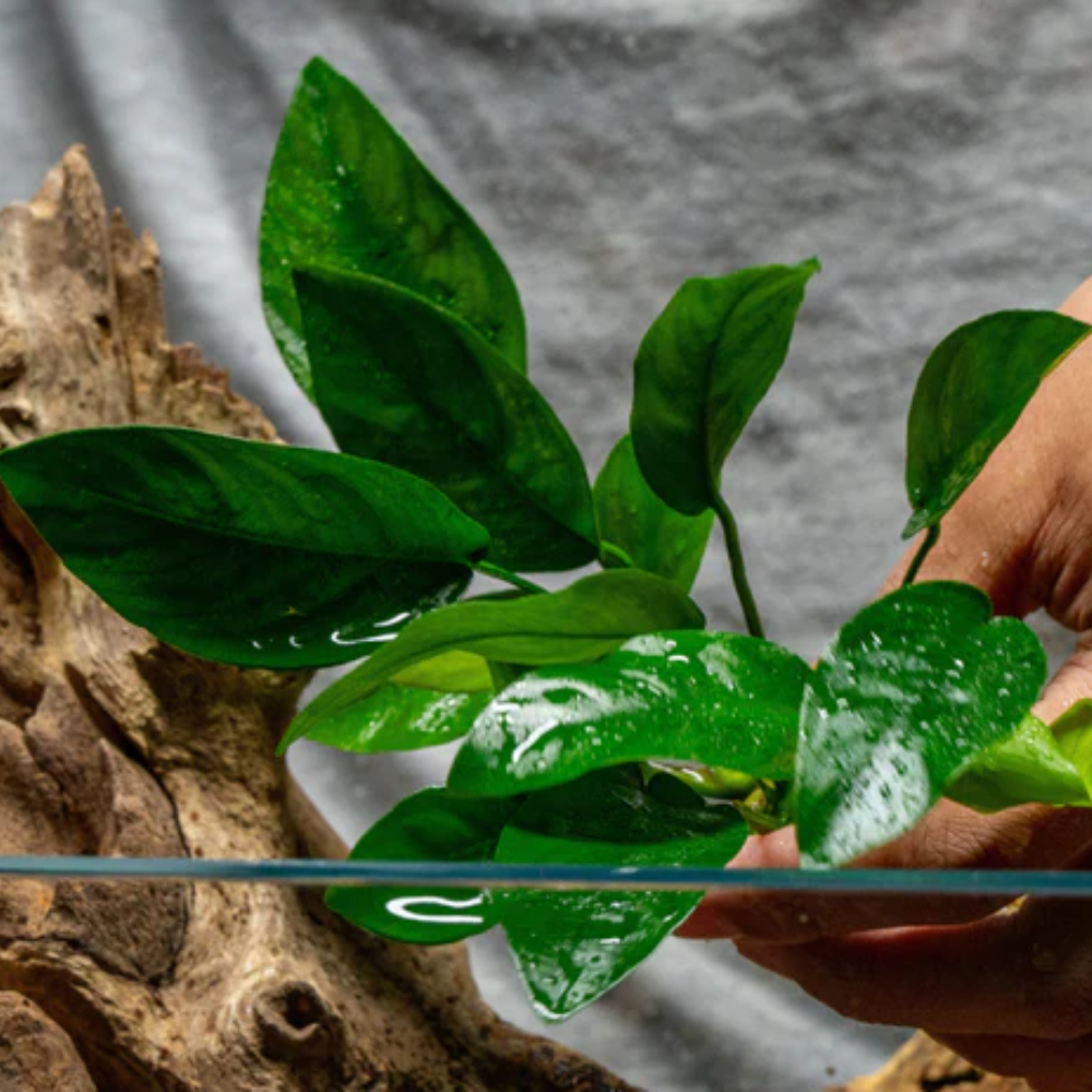 PLANT - ANUBIAS BARTERI VAR NANA (S) 小榕_1