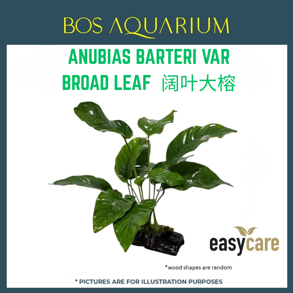 PLANT - ANUBIAS BARTERI VAR. 'BROAD LEAF' 阔叶大榕
