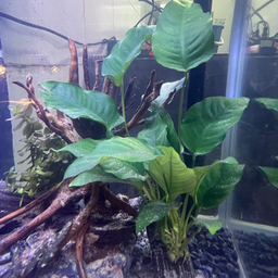 PLANT - ANUBIAS BARTERI VAR. 'BROAD LEAF' 阔叶大榕