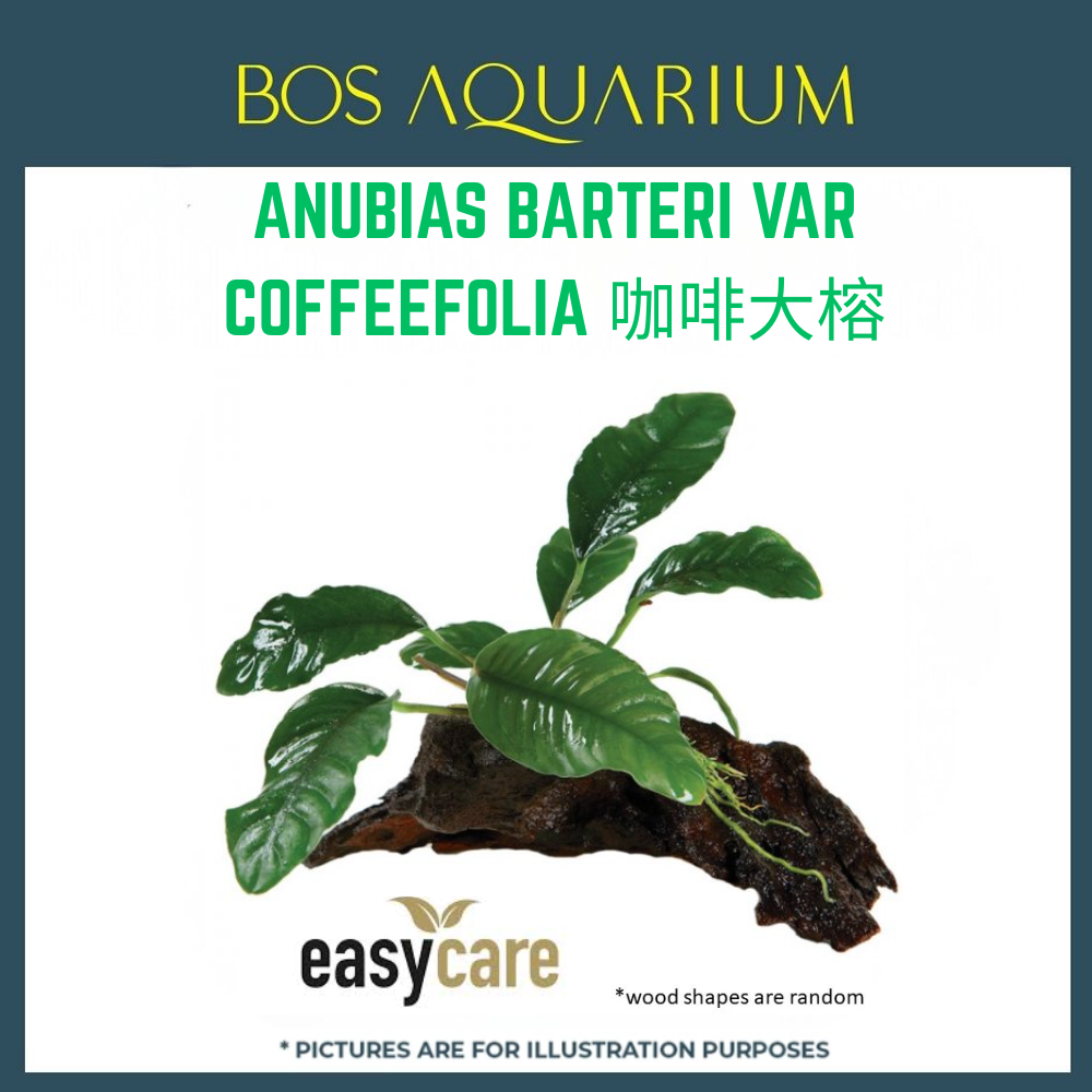 PLANT - ANUBIAS BARTERI VAR. COFFEEFOLIA 咖啡大榕_0