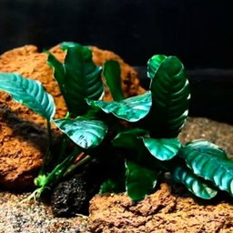 PLANT - ANUBIAS BARTERI VAR. COFFEEFOLIA 咖啡大榕