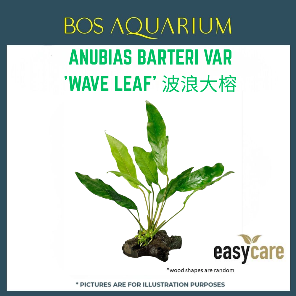PLANT - ANUBIAS GLABRA 'WAVE LEAF' 波浪大榕_0