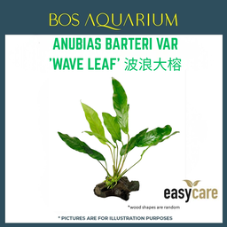 PLANT - ANUBIAS GLABRA 'WAVE LEAF' 波浪大榕