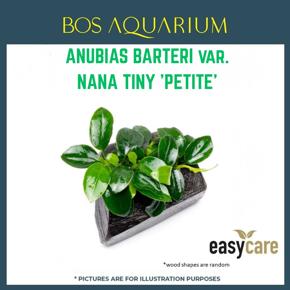 PLANT - ANUBIAS BARTERI VAR. NANA TINY 'PETITE'_0