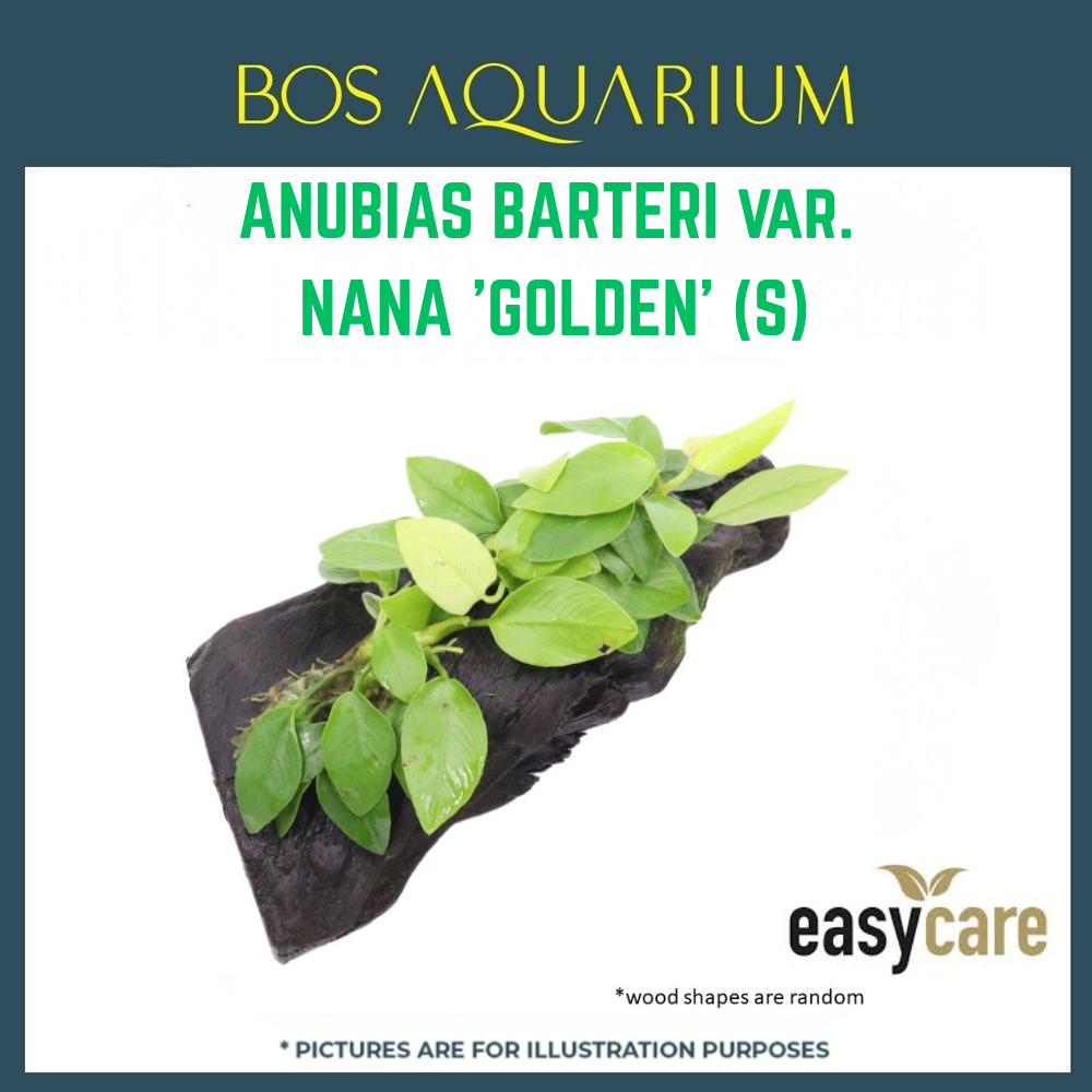 PLANT - ANUBIAS BARTERI VAR. NANA 'GOLDEN' (S)_0