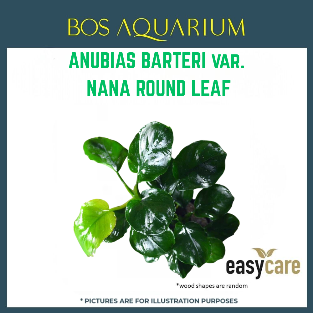 PLANT - ANUBIAS NANA ROUND LEAF_0