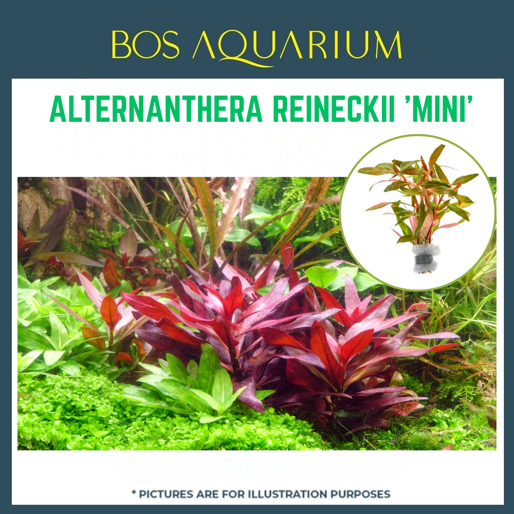 Plant - ALTERNANTHERA REINECKII 'MINI'