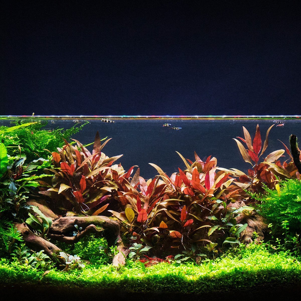 Plant - ALTERNANTHERA REINECKII 'MINI'_1