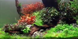 Plant - ALTERNANTHERA REINECKII 'MINI'