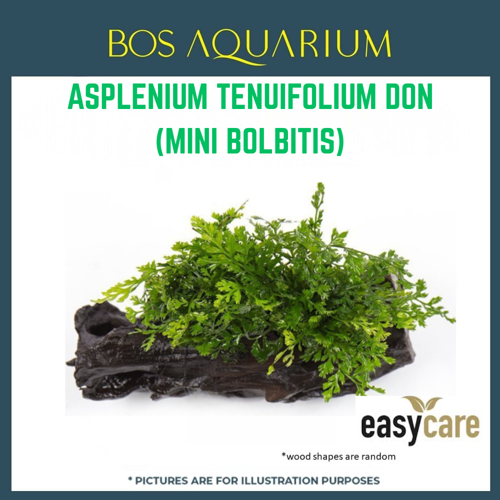 PLANT - ASPLENIUM TENUIFOLIUM DON(MINI BOLBITIS)_0